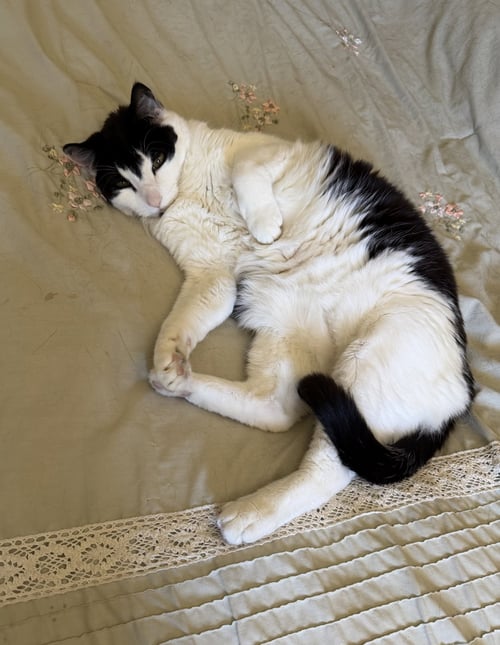 EARL & STELLA (COURTESY POST) - Domestic Short Hair available for adoption