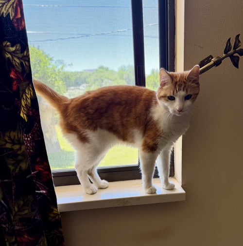 EARL & STELLA (COURTESY POST) - Domestic Short Hair for adoption in Aurora