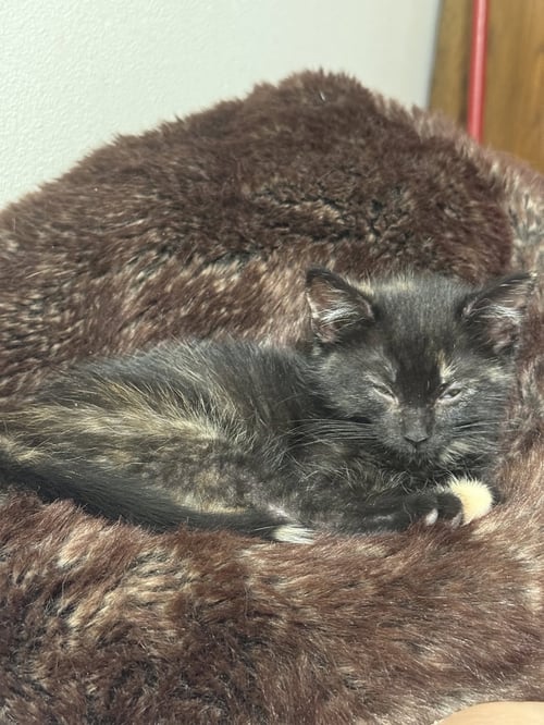 BLACK CHERRY - Domestic Short Hair for adoption in Aurora