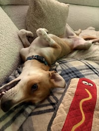 Cesar #1 - Photo 3