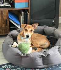 Cesar #1 - Photo 2