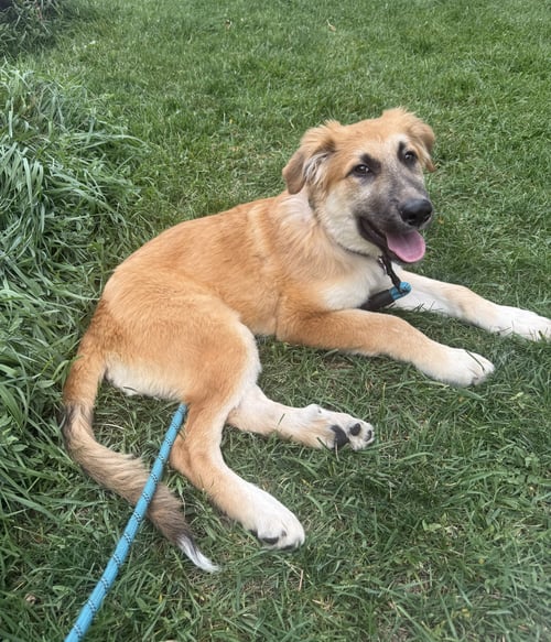 ANIMAL #1 - Unknown available for adoption