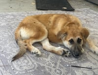 Animal #1 - Photo 3