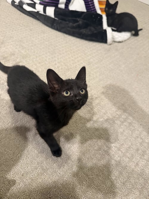 GAS CAP - Domestic Short Hair available for adoption