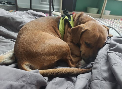 HUNTER #3 - Chihuahua / Beagle for adoption in Aurora