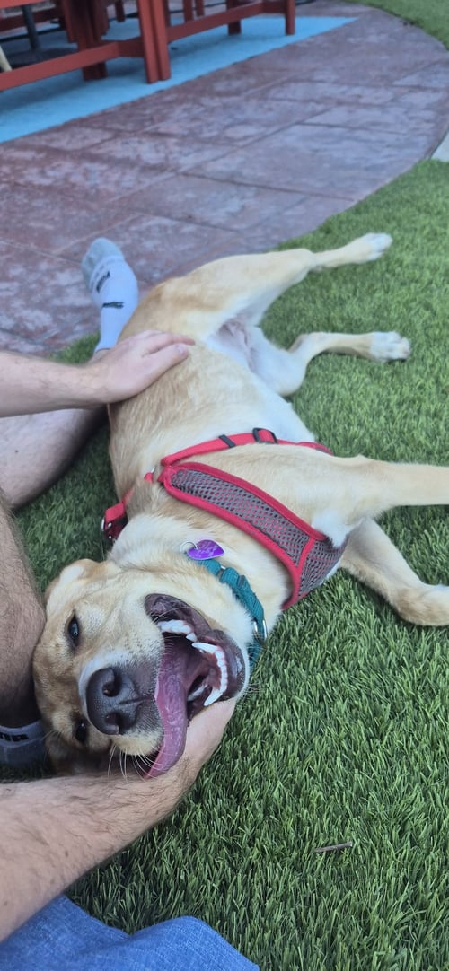 SUGAR #7 - Labrador Retriever available for adoption