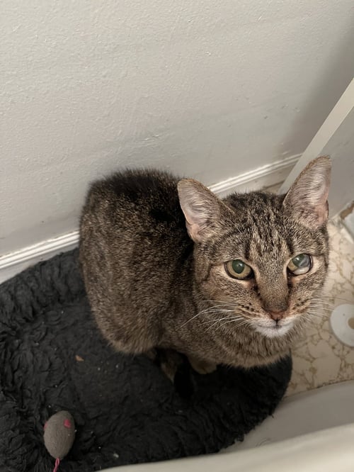 MISTY - Domestic Short Hair for adoption in Aurora