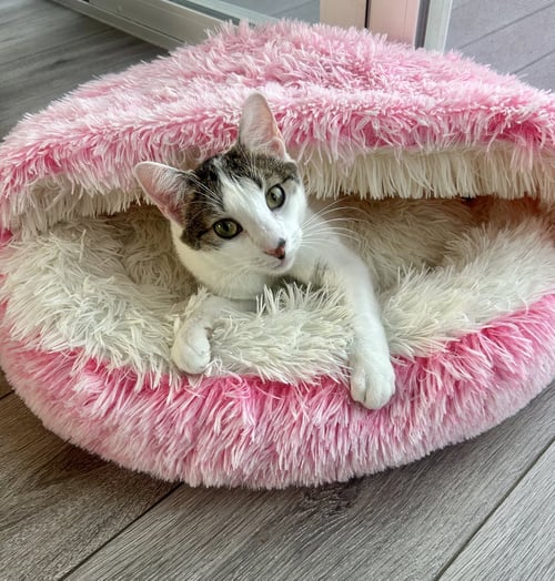 MEZZO - Domestic Short Hair for adoption in Aurora