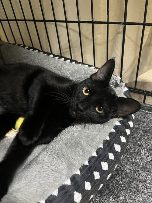 BIRDIE - Domestic Short Hair available for adoption