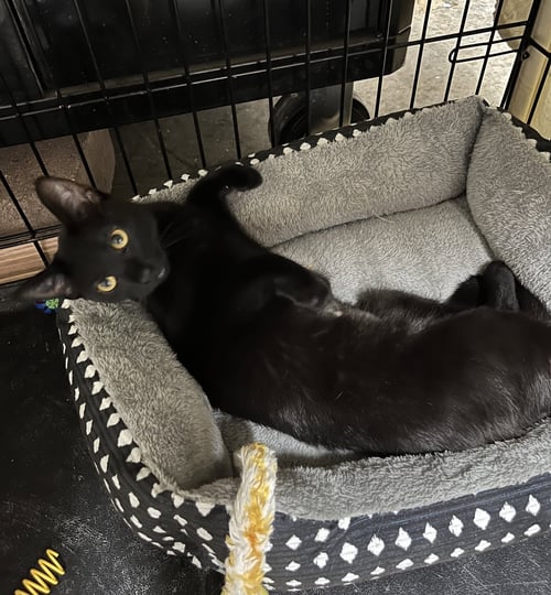 BIRDIE - Domestic Short Hair available for adoption