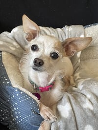 Ms. Endive #1 - Photo 1