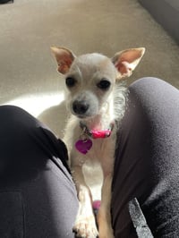 Ms. Endive #1 - Photo 3