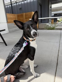 Rox #1 - Photo 1