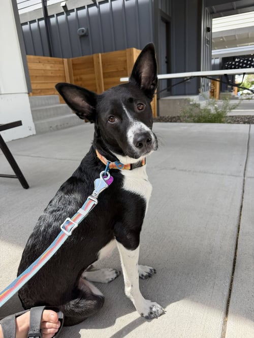 ROX #1 - Labrador Retriever / Australian Cattle Dog/Blue Heeler available for adoption