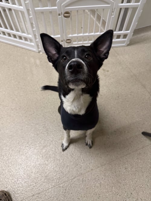 ROX #1 - Labrador Retriever / Australian Cattle Dog/Blue Heeler available for adoption