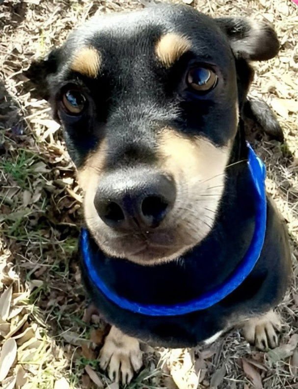 IVY #3 - Chihuahua available for adoption