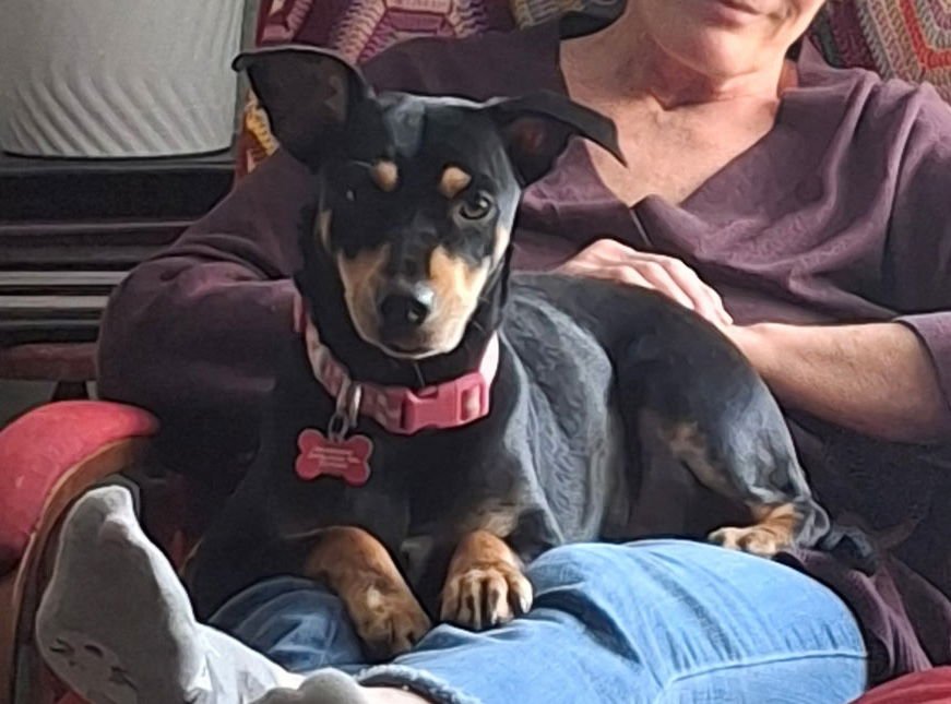 IVY #3 - Chihuahua available for adoption