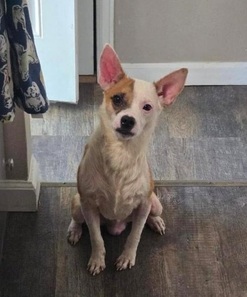 BRUNO #5 - Chihuahua for adoption in Aurora