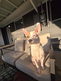 Bruno #5 - Photo 2
