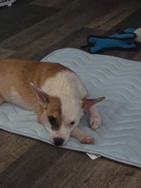 Bruno #5 - Photo 3