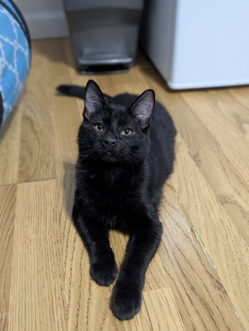 BOBCAT - Domestic Short Hair available for adoption