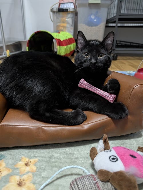 BOBCAT - Domestic Short Hair available for adoption