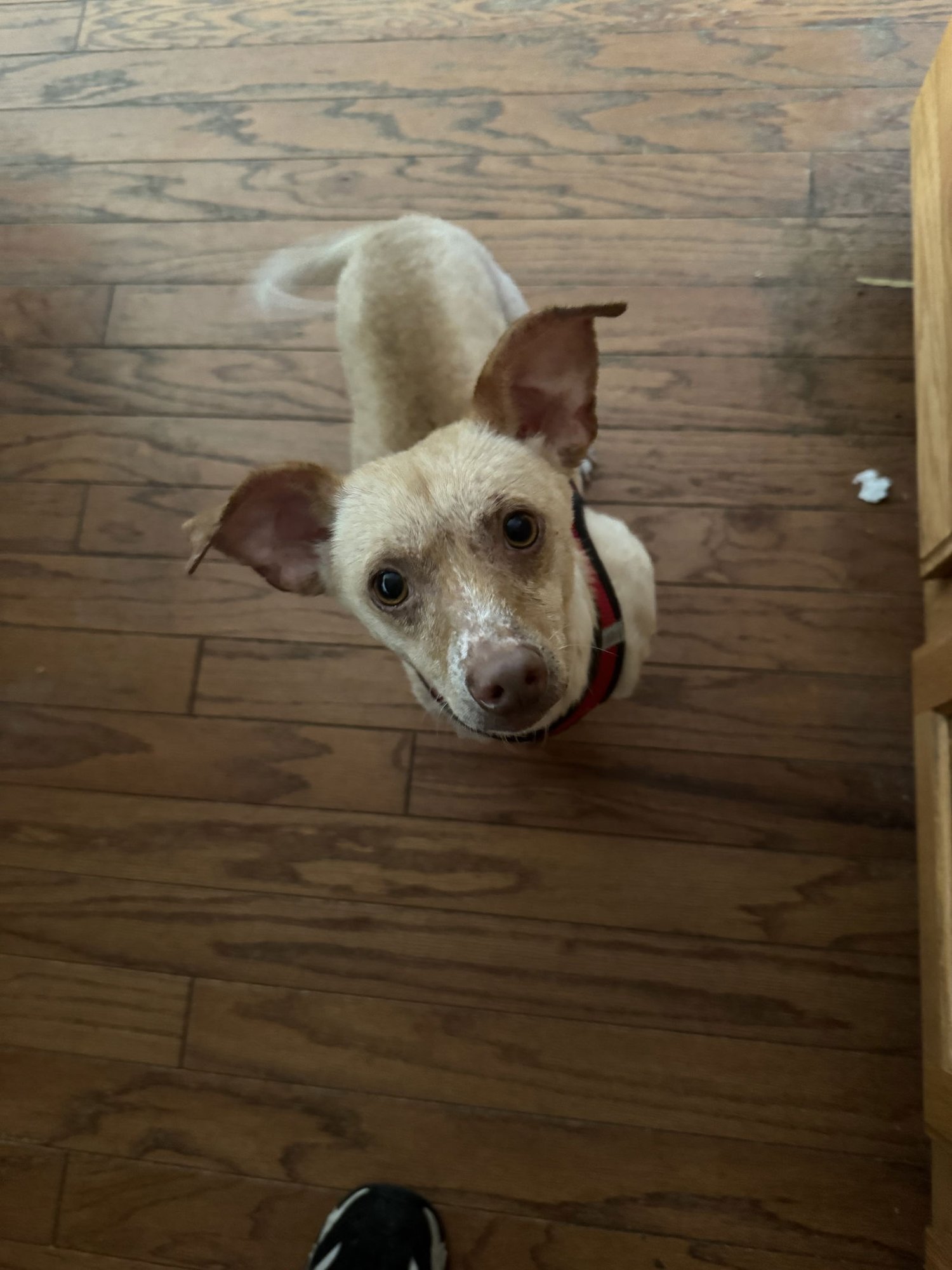 FIRULIAS #1 - Chihuahua / Shih Tzu for adoption in Aurora