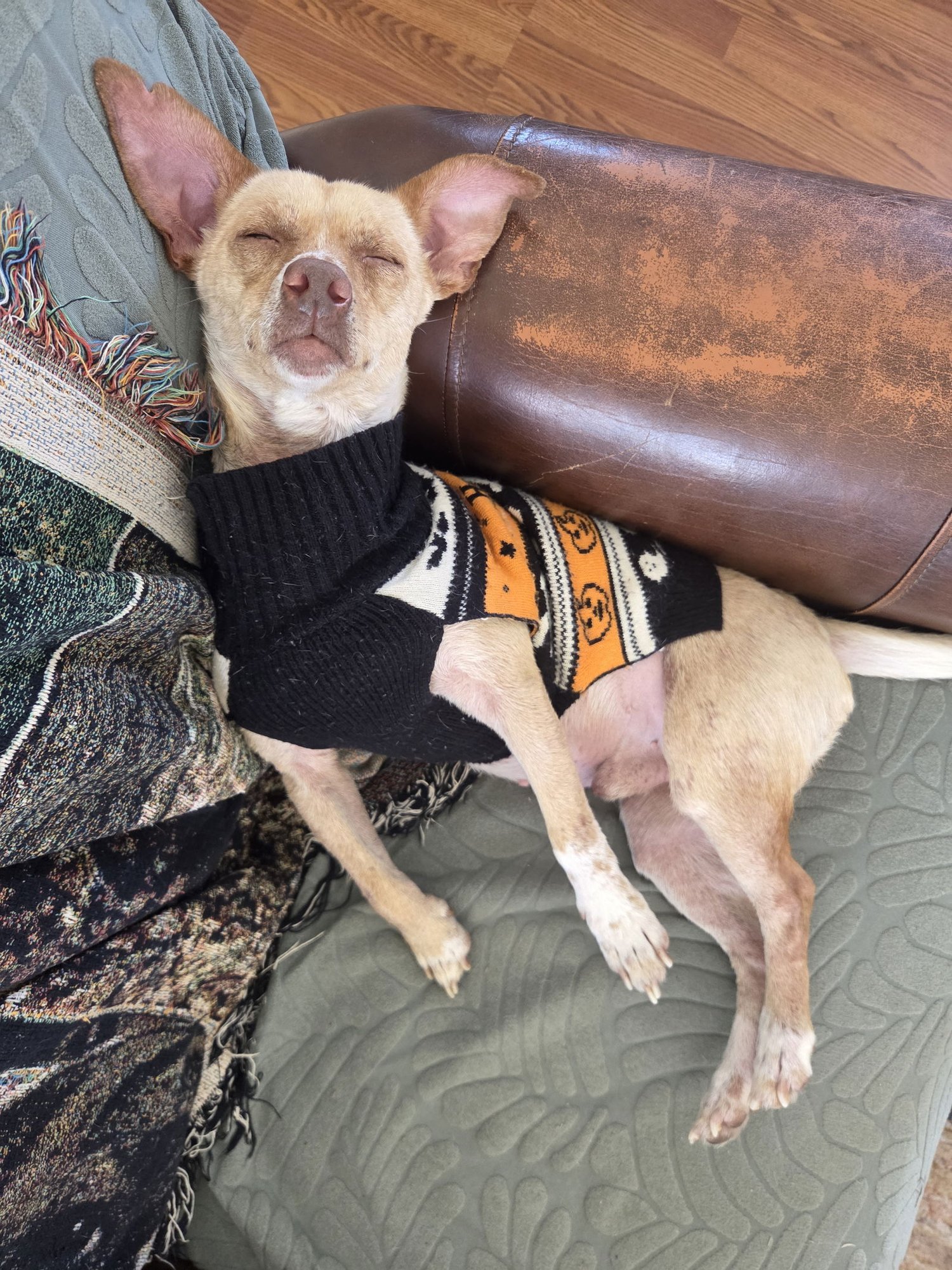 Firulias #1 - Photo 2