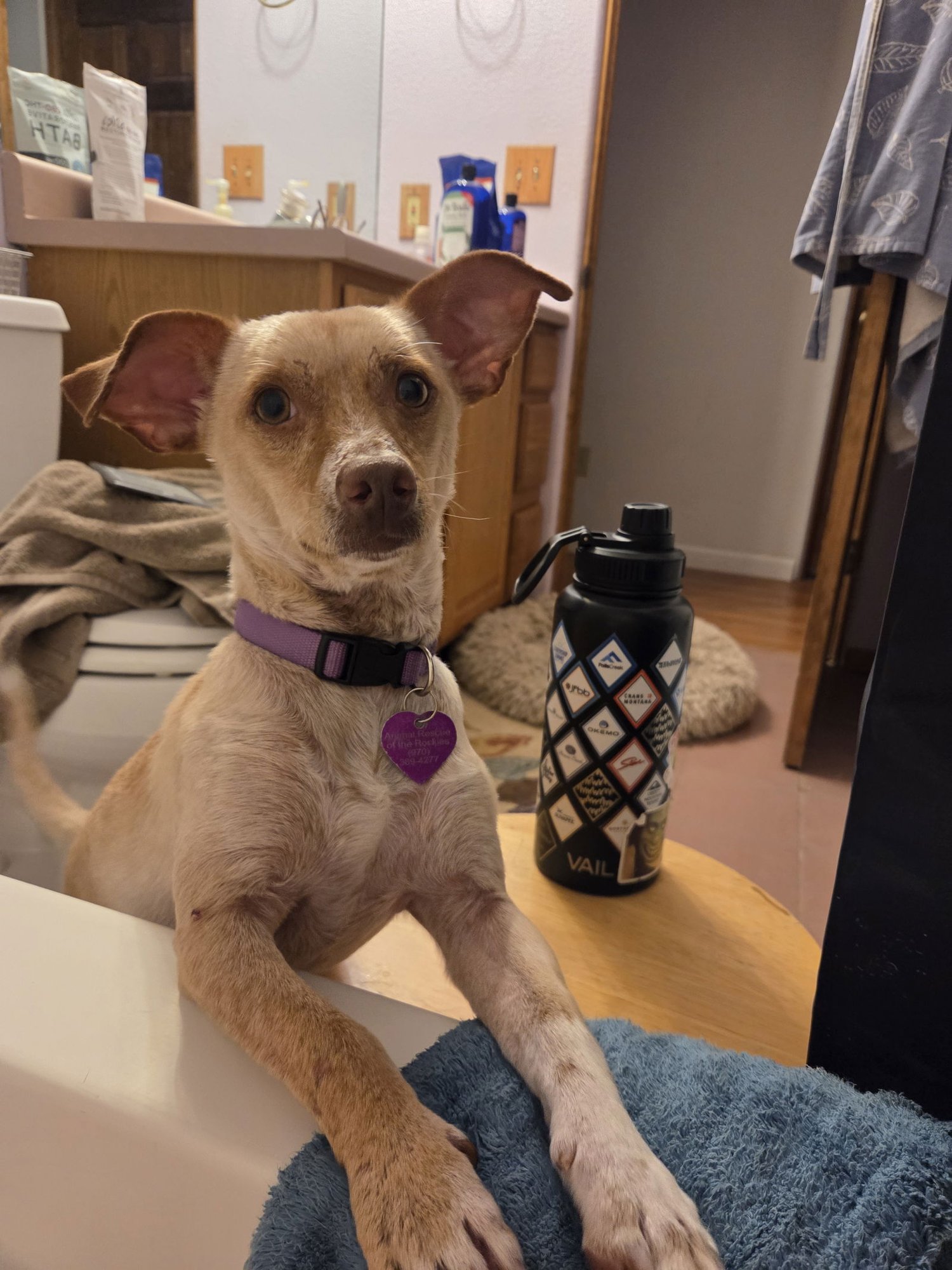 Firulias #1 - Photo 4