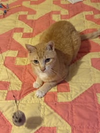 Maya - Photo 4