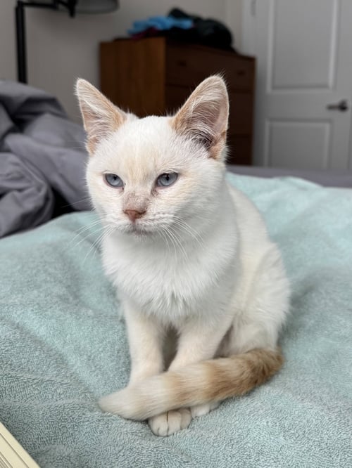 ROONEY - Siamese available for adoption