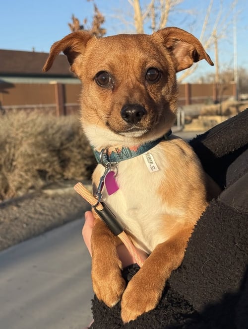 ZENO #1 - Chihuahua for adoption in Aurora