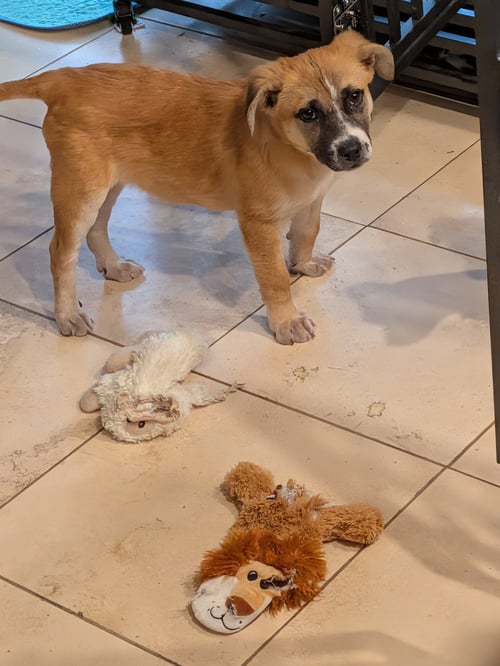 ELVIS #5 - German Shepherd Dog available for adoption