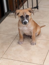 Elvis #5 - Photo 3