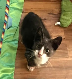 JUNEBUG - Domestic Short Hair available for adoption