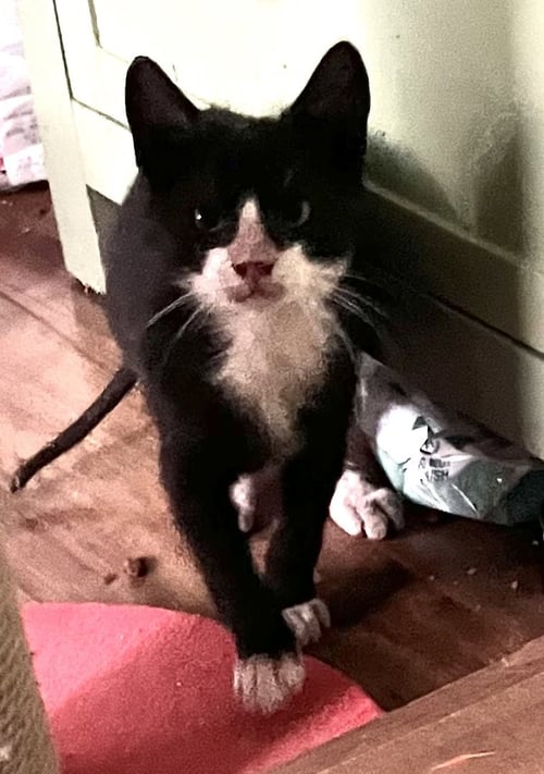 JUNEBUG - Domestic Short Hair available for adoption