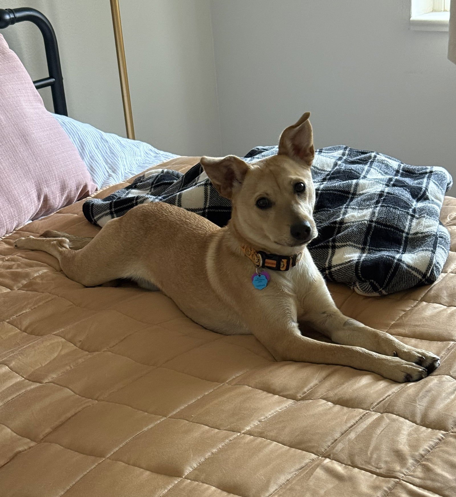 ADDIE #2 - Chihuahua / Miniature Pinscher available for adoption