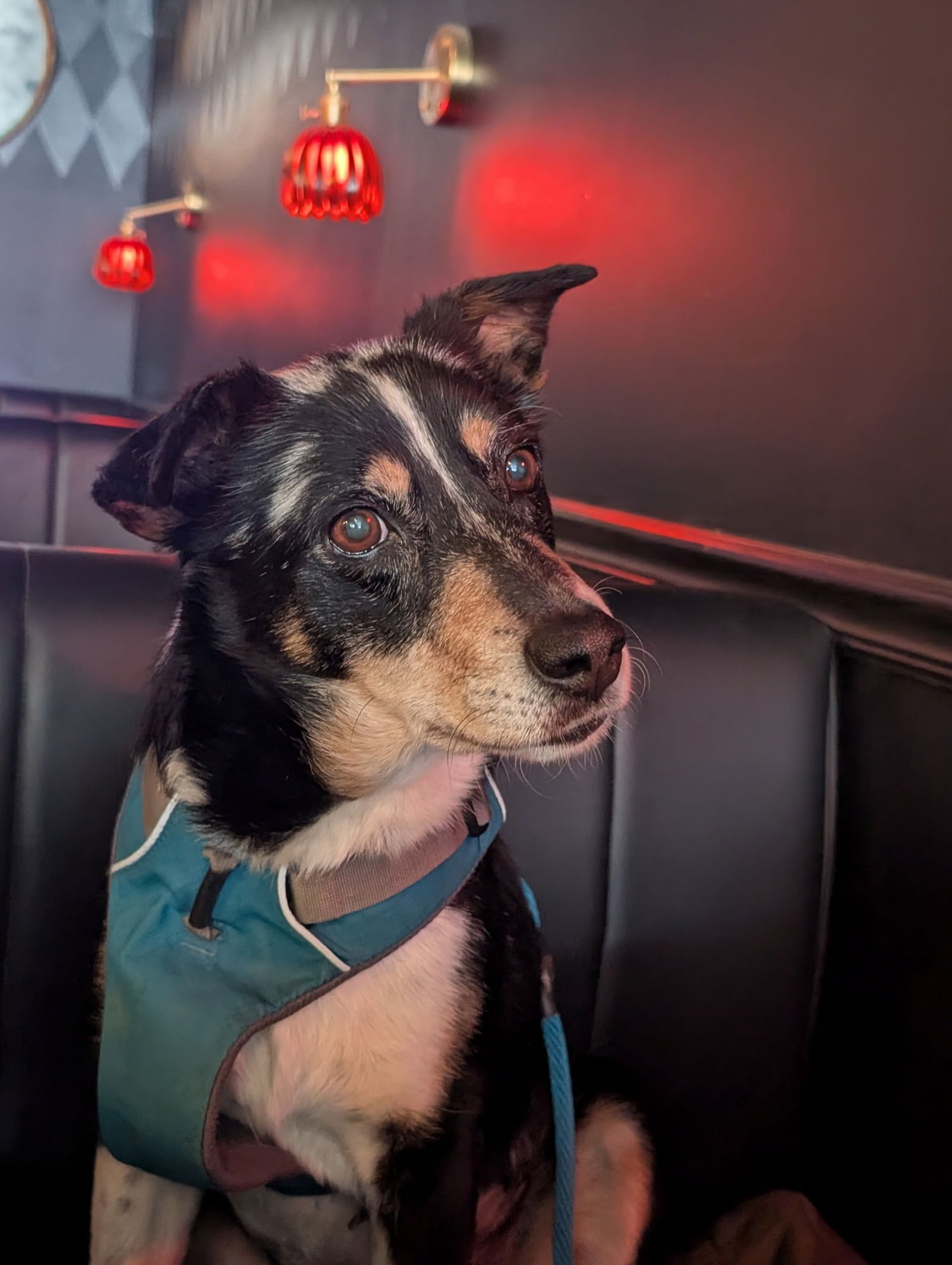 LEFT EYE #1 - German Shepherd Dog / Great Pyrenees for adoption in Aurora