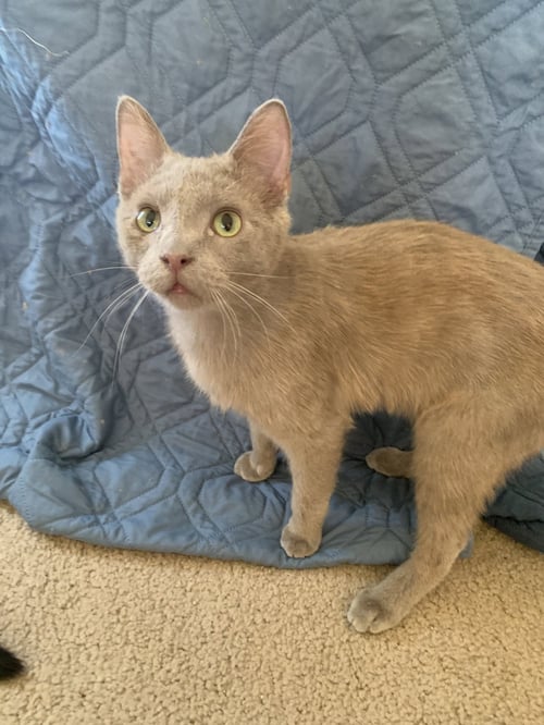 SABLE - Domestic Short Hair for adoption in Aurora