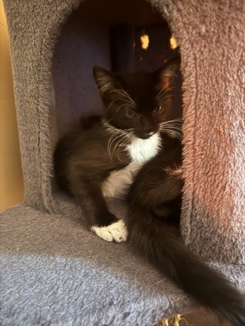 LADLE - Domestic Short Hair available for adoption