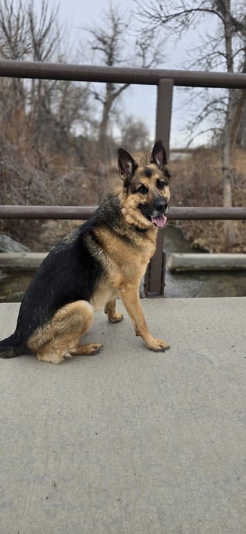 Draco (Courtesy) Image