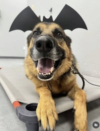 Draco (Courtesy) - Photo 2