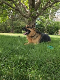 Draco (Courtesy) - Photo 4