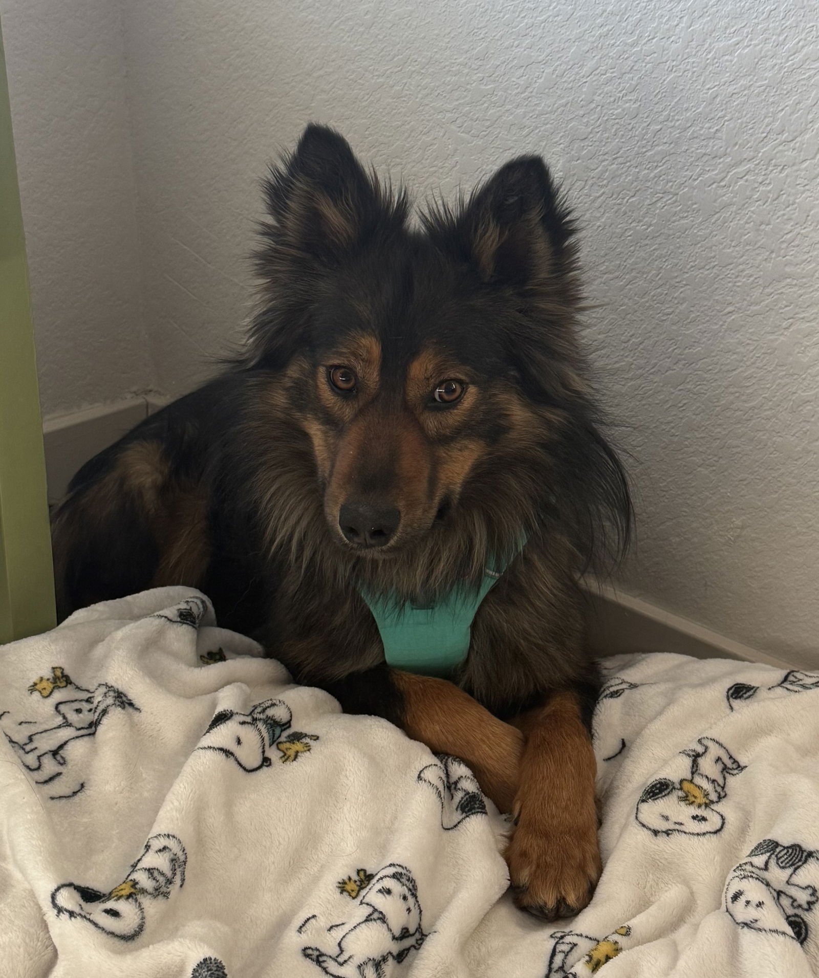 WALLY #2 - Shepherd available for adoption