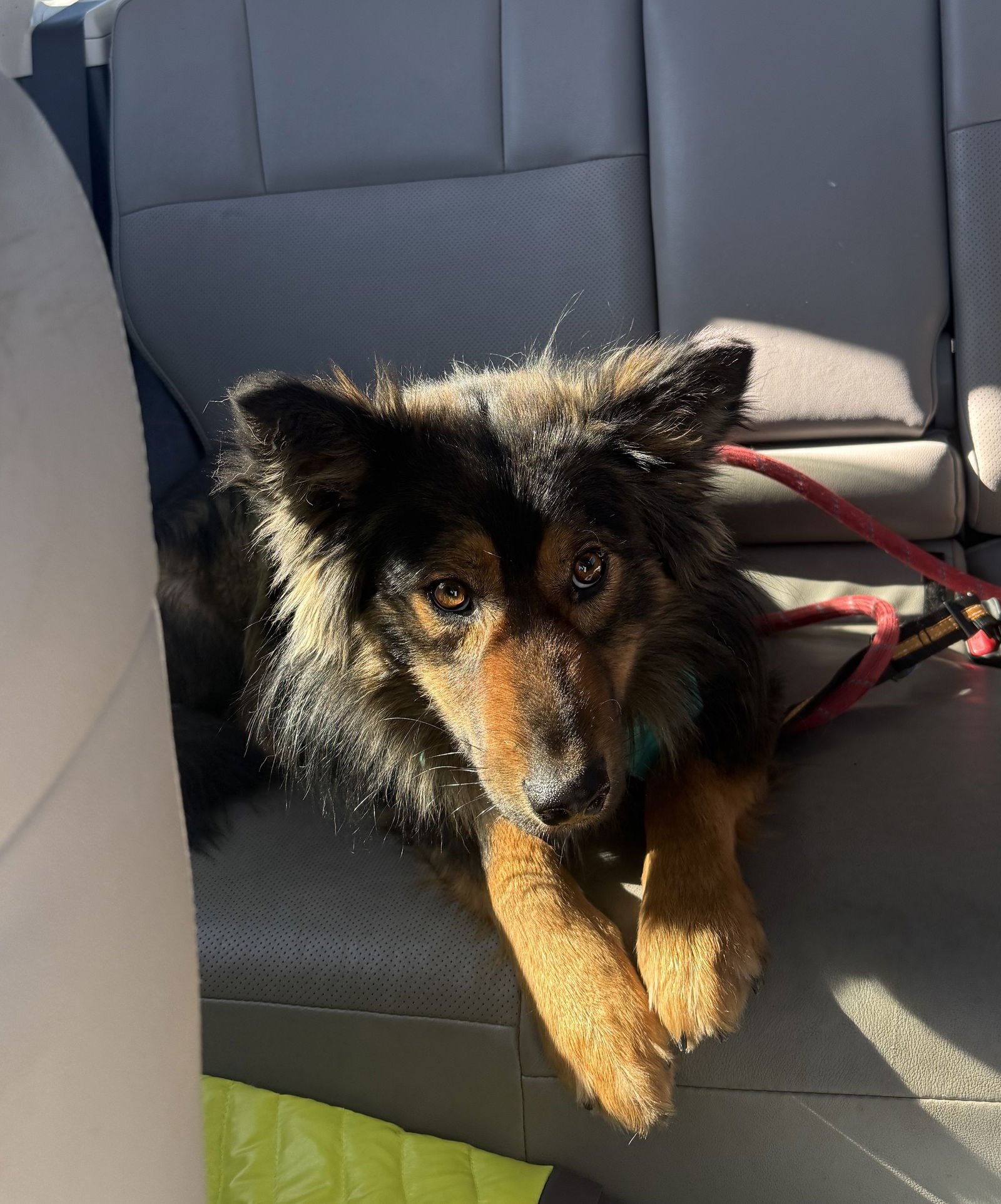 WALLY #2 - Shepherd available for adoption