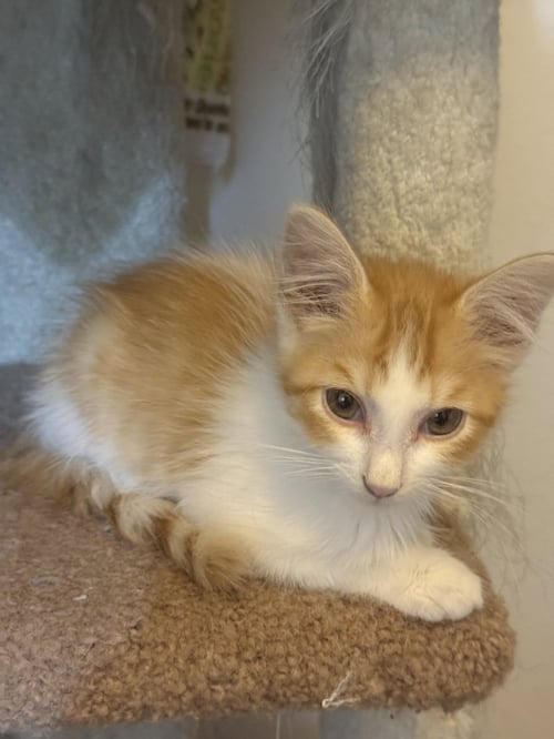 BIAGIO - Domestic Medium Hair available for adoption