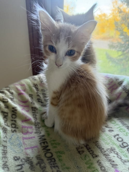 BIAGIO - Domestic Medium Hair available for adoption