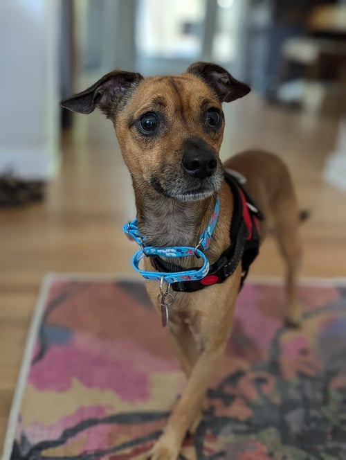 FRANKY J - Chihuahua available for adoption