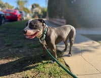 Benny (Courtesy) - Photo 4