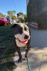 Benny (Courtesy) - Photo 3